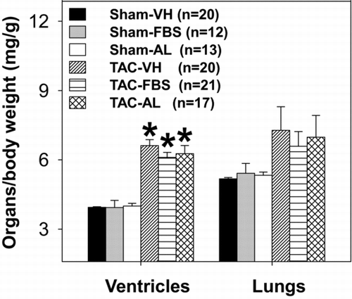 FIGURE 3 Effects of 3-week febuxostat (FBS) or allopurinol (AL) treatment on ratios of ventricle/body and lung/body weights. Treatment was started 7 days following sham or TAC procedures and continued for 3 weeks. *p < 0.05 as compared with the corresponding sham control. VH = vehicle. TAC = transverse aortic constriction.