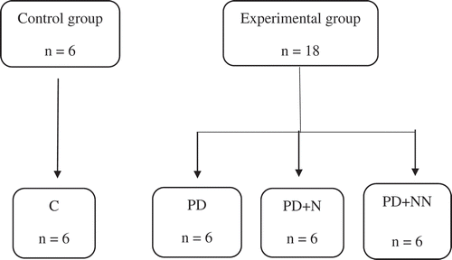 Figure 2. Experimental group. Control group (C) fed with a standard diet and water ad libitum; group with pre-diabetes induced by streptozotocin and fed with a high-fat, high-carbohydrate diet and water ad libitum (PD); group with prediabetes induced by streptozotocin and fed with a high-carbohydrate, high-fat diet, water ad libitum and native starch (PD + N), and nanostructured starch (PD + NN).Figura 2. Grupo control (C) administrado con dieta estándar y agua ad libitum, grupo con prediabetes inducida con estreptozotocina y alimentado con una dieta alta en carbohidratos y grasa y agua ad libitum (PD), grupo con prediabetes inducida con estreptozotocina alimentado con una dieta alta en carbohidratos y grasa, agua ad libitum y almidón nativo (PD+N) y almidón nanoestructurado (PD+ NN).