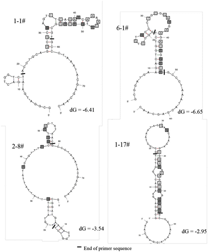 Fig. 7. Predicted secondary structures of aptamer 1-1, 6-1, 2-8, and 1-17.