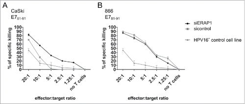 Figure 5. The effect of ERAP1 attenuation in target cells on cytotoxicity mediated by HPV16 E781–91-specific CD8+ T-cells. Vital-FR assay using HPV16 E781–91-specific CD8+ effector T-cells from a HLA-A2-positive donor. The HLA-A2-positive and HPV16-positive cell lines CaSki (A) and 866 (B) were used as target cells, whereas the HLA-matched HPV16-negative cell line C33A (HPV16- control cell line) served as background control. 24 h after siRNA transfection, target cells and titrated numbers of effector cells were incubated for 48 h and were then analyzed by flow cytometry. One representative experiment of two independent experiments is shown. The results are plotted as mean ± SD from at least duplicates.