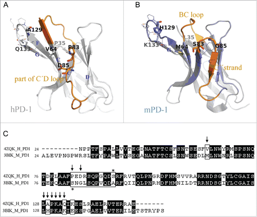 Figure 5. Comparison between human and murine PD-1 structures. (A) Crystal structure of hPD-1 (PDB code 4ZQK). The missing loop (Asp85-Asp92) were remolded. Sticks and lines on the structure are the marks of the identified hot-spot residues in charge of antibody R11 and R9 binding (Table 1). (B) Crystal structure of mPD-1 (PDB code 3BIK). Corresponding to the positions of hot-spot residues on hPD-1, sticks and lines on mPD-1 are the amino acids having different and same residue types, respectively. The structural differences between 2 proteins were marked in orange. (C) Sequence alignment of human and murine PD-1 structures. Arrows are the hot-spot residues identified for R11 binding. Marked box highlighted the amino acid differences in mPD-1.