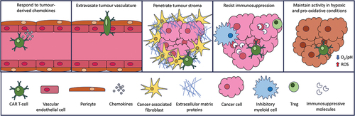 Figure 1. Steps required for successful CAR T-cell immunotherapy of solid tumors. CAR T-cells must successfully negotiate the indicated steps in order to elicit effective anti-tumor activity.