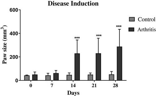 Figure 3 Paw measurements during Arthritis induction, asterisks (***) indicate a significant increase (P<0.001) in paw edema at days 14, 21, and 28. Statistical analysis was performed using two-way ANOVA with Bonferroni’s post hoc analysis and results are reported as mean±SD.