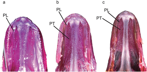 Figure 8. Ventral views of palate of Dussumieria hasseltii: (a) KAUM–I. 80179, 64.4 mm SL, Sabah, Borneo, Malaysia; (b) NSMT-P 23078, 107.1 mm SL, Songkhla, Thailand; and (c) KAUM–I. 23352, 140.3 mm SL, Gulf of Thailand). PL, palatine; PT, pterygoid; alizarin Red S stain. Abbreviations: KAUM, Kagoshima University Museum; NSMT, National Museum of Nature and Science; SL, standard length.