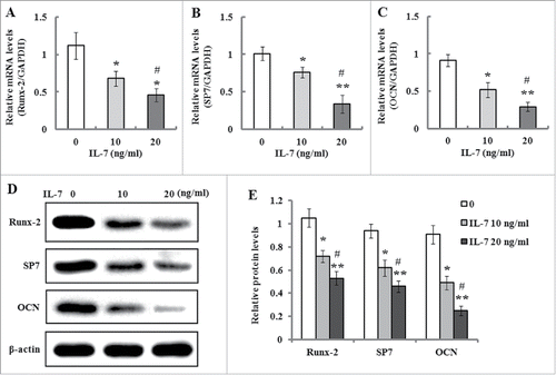 FIGURE 4. Effects of IL-7 on the expression levels of Runx-2, SP7 and OCN. (A-C) Gene expression of Runx-2, SP7 and OCN in PDLSCs was determined by qRT-PCR after osteogenic induction culture with 10 and 20 ng/ml of IL-7 for 2 weeks. (D) Representative Western blot images demonstrated that protein expression of Runx-7, SP7 and OCN in PDLSCs was measured by Western blotting after osteogenic induction with 10 and 20 ng/ml of IL-7 for 2 weeks of culture. (E) Relative protein levels of Runx-2, SP7 and OCN were quantified by the densitometry of each band normalized to β-actin signal. Data are presented as mean ± SD, *P < 0.05 and **P < 0.01 compared with the control (0 ng/ml of IL-7). #P < 0.05 compared with the group (10 ng/ml of IL-7).