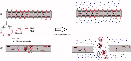 Figure 8. Schematics of (a) SAWE and (b) RB fiber behavior before and after water immersion.