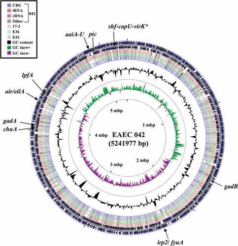 Figure 2. Comparison of the EAEC 042 chromosome with the genomes of EAEC strains 17–2, E36 and E42. The figure shows the comparison of the EAEC 042 chromosome with the genomes of EAEC 17–2, E36 and E42 using GCview (http://stothard.afns.ualberta.ca/cgview_server/) [Citation48]. The outer two rings display the genes and features of the EAEC 042 chromosome (FN5554766.1) on both strands, with selected genes labeled [Citation67]. The brown, green and blue rings illustrate the BLAST results when the genome sequences of EAEC 17–2, E36 and E42, respectively, are compared to the EAEC 042 genome, with shaded regions indicating synteny. The inner two rings display GC content (black) and GC skew (dark green and purple) for the EAEC 042 chromosome. The shf-capU-virK locus is starred as this region is found on both the EAEC 042 chromosome and pAA2 plasmid [Citation67]