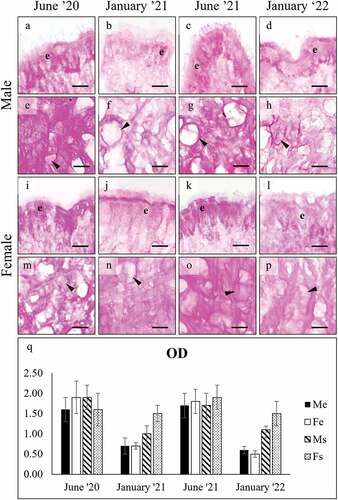 Figure 2. PAS staining of secretory cells in the foot of male (a-h), and female (i-p) C. gallina. For each sex, the top images (a-d for males; i-l for females) show the variation of secretion between summers (June) and winters (January) conditions in the surface cells (e), whereas the bottom images (e-h for males; m-p for females) shows the stain of subepidermal glands (arrowheads) in the same periods. (q) Plot of mean OD values for male surface cells (black), female surface cells (white), male subepidermal cells (striped), and female subepidermal cells (dotted). Summer values (June 20 and June 21) are significantly higher than the corresponding winter ones (January 21 and January 22), except for subepidermal cells in females (Fs). Abbreviations: Fe, surface cell in female; Fs, subepidermal cell in female; Me, surface cell in male; Ms, subepidermal cell in male. Scale bars: 10 µm.