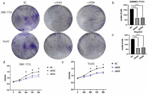 Figure 3. H2AFY knockdown inhibited the proliferation of liver cancer cells. a. Cell cloning assay of SMMC-7721 and HepG2 cells with the knockdown of H2AFY. b-c. The number of cell clones in each well. d-e. CCK-8 assay of SMMC-7721 and HepG2 cells with the knockdown of H2AFY.