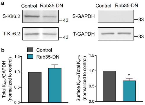 Figure 3. Rab35-DN reduces KATP channel surface density. (a) HEK293 cells transfected with Avi-Kir6.2–4HA/SUR2A were surface biotinylated, and western blotting was performed with anti-HA and anti-GAPDH Abs. Representative blots of total (t) and biotinylated surface (s) Kir6.2 and GAPDH are shown. (b) Ratios of total Kir6.2 to total GAPDH and surface Kir6.2 to total Kir6.2 are shown for control and Rab35-DN groups. n ≥ 10 blots/group. *P < 0.05 vs. the control group with student’s t-test.