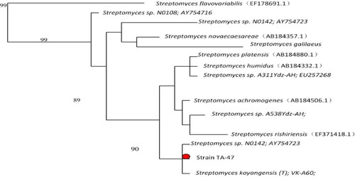 Figure 2. Phylogenetic tree of Streptomyces strain TA-47.