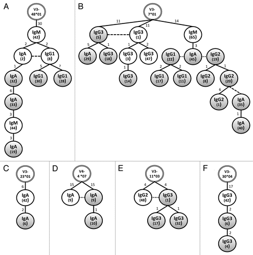 Figure 5 Related B-cell networks spanning the cervical mucosa and peripheral blood immune compartments. VH sequences, grouped according to VH loci, were aligned using TCS software with 95% statistical parsimony.Citation47 Networks were formed between sequences with less than eight nucleotide differences. Shown are six networks composed of related, class switched sequences isolated from peripheral blood (white circles) and the cervical mucosa (grey circles). Each network is rooted in the most homologous human germline gene segment (double lined circles at the apex). Numbers in inside the circles within parenthesis indicate the plasmid clone ID. Numbers above each connecting line indicate the number of mutations between individual clones. Dashed lines indicate identical sequences.