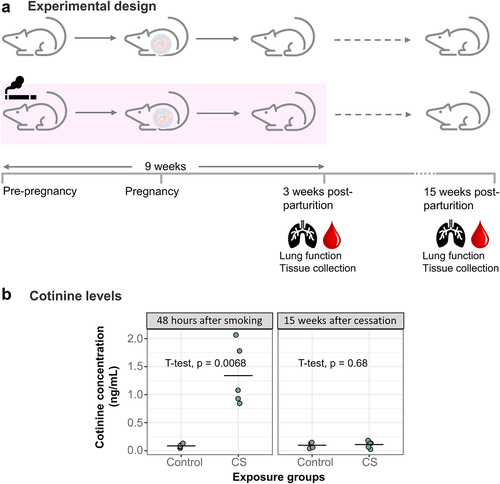 Figure 1. Development of a mouse model to study the effects of heavy smoking. (a) Adult female mice (N = 16 control, N = 16 CS) were exposed to heavy doses of whole-body CS for 9 weeks, from a pre-pregnancy period of 3 weeks and ending 3 weeks after birth of offspring. 15 of these had their litters within one week of each other and were included in this study. Following lung function measurements, tissues were collected from dams 48 hours after the last day of 9 weeks of smoke exposure and then 15 weeks after smoking cessation. (b) Dam cotinine levels measured in plasma 48 hours and 15 weeks after smoking cessation. N = 5 per group. Differences in plasma cotinine were analysed using student t-tests.