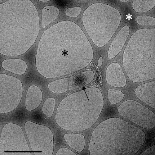 Fig. 1.  Cryo-electron microscopy image of a pure, unprocessed PFP sample. A single EV is observed (arrow), self-supported in a nanodroplet of frozen PFP (black asterisk), suspended on a perforated carbon net (white asterisk). Scale bar: 1 µm.