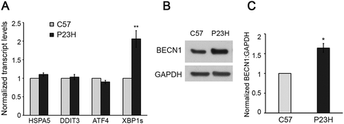 Figure 8. Autophagy activation in P23H retina in response to Xbp1 mRNA splicing and increased BECN1 production. (a) Transcript levels of unfolded protein response (UPR) regulators in retinas of P23H and control C57BL/6J (C57) mice analyzed by RT-PCR (n = 6). (b and c) Representative western blots and quantification of protein levels of BECN1 (a downstream target of XBP1s) and loading control GAPDH. (n = 4). Data are presented as mean ± SD; *, p < 0.05; **, p < 0.01; unpaired t-test. All mice are 1 month old.
