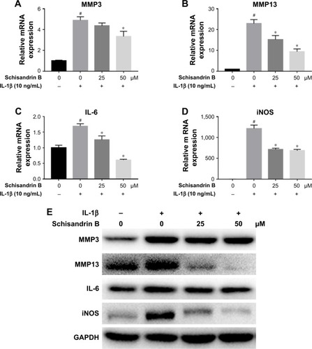 Figure 2 Effect of Schisandrin B on IL-1β-induced inflammatory genes and MMPs expression in rat chondrocytes.