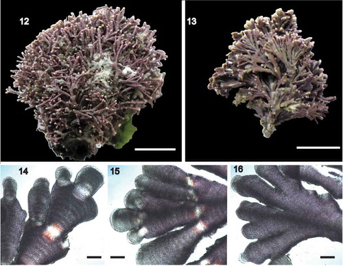 Figs 12–16. Corallina cf. caespitosa vegetative morphology. Fig. 12. Gross morphology, FLK36 Sealer Cove, Saunders Island, Falkland Islands, collected on 20.i.2018; Fig 13–16. FLK656 Penguin Point (beach), West Falkland, 01.ii.2018. Fig. 13. Gross morphology; Figs 14–16. Decalcified upper thallus to show variation and compressed nature