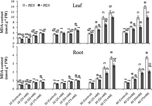 Figure 1. The effect of NaCl (0, 25, 50, and 75 mM) and penconazole (−PEN and +PEN) treatments on lipid peroxidation (MDA) content of M. pulegium leaves and roots during four harvest times (10, 20, 30, and 40 days). Vertical bars indicate mean ± SE of four replicates. Different letters indicate significant differences at P ≤ 0.05 (LSD).