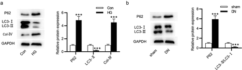 Figure 2. Autophagy level in HG-treated NRK-52E cells and in DN mice. (a) The protein expression of autophagy-related markers and Col-IV in HG-treated NRK-52E cells was assessed by western blot. (b) The protein expression of autophagy-associated markers in DN mice was assessed by western blot. ***P < 0.001