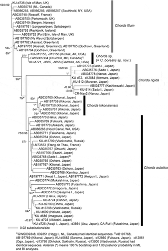 Fig. 12. Maximum likelihood (ML) molecular phylogeny based on concatenated DNA sequences of 5.8S, ITS1 and ITS2 rDNA (542 bp). Numbers below the branches indicate the bootstrap values (BP, right) and Bayesian posterior probabilities (PP, left). Only the BP (≥ 50%) and PP (≥ 0.95) are shown.