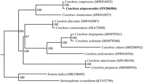 Figure 3. Phylogenetic tree inferred by the maximum likelihood (ML) method based on complete chloroplast genomes of 11 Cenchrus species, with Stenotaphrum secundatum (KY432796) and Setaria italica (MK348605) as outgroups. Numbers near the nodes represent ML bootstrap values. The following sequences were used: MW816925–MW816927 (Xu et al. Citation2021), MW442087 (Liu, W., Direct submission), OL672848 (Zhang, L., Direct submission), MN078360–MN078361 (Hyun et al. Citation2019), MH286942 (Bhatt and Thaker Citation2018), MN18014 (Xu et al. Citation2019), MN488956 (Bhatt and Thaker Citation2018), MK348605 (Liu et al. Citation2019), KY432796 (Gallaher et al. Unpublished).