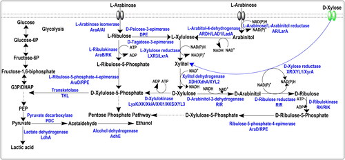 Figure 1. Metabolic pathways for arabinose degradation in prokaryotic and eukaryotic systems [Citation12,Citation13,Citation26,Citation51,Citation76].
