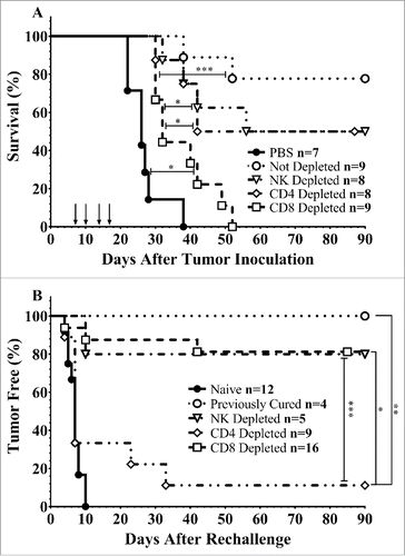 Figure 1. Immune cell depletion during treatment and rechallenge. (A) Mice were depleted of CD4+, CD8+, or NK1.1+ lymphocytes prior to implantation of 75,000 MB49 cells in the bladder and throughout twice-weekly application of intravesical CS/IL-12 immunotherapy (arrows) begun 7 d post-implantation. Mice were monitored for hematuria and survival. All CS/IL-12 treated groups, regardless of depletion status, significantly (p < 0.05) prolonged survival over PBS treated mice. (B) Mice which had previously eradicated their tumors were depleted of CD4+, CD8+, or NK1.1+ lymphocytes prior to subcutaneous rechallenge with 300,000 MB49 cells. Onset of tumor growth was monitored and measured. With the exception of the CD4+ depleted group all curves were significantly different (p < 0.05) than naive mice. Asterisks indicate differences between groups determined via the log-rank test: *p < 0.05 or ***p < 0.0005.