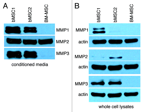 Figure 1. Breast MSCs secrete MMP1, MMP2 and MMP3. (A and B) Conditioned media was collected and concentrated from the respective MSC cultures, monolayers were lysed and samples were analyzed by SDS-PAGE. Here we show bMSC donor strains 1 and 2 as representative data. Two additional bMSC strains (including donor #3) yielded similar high levels of the respective MMPs.