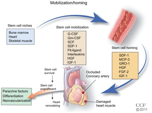 Figure 3 Stem cell mobilization and homing. Growth factors and cytokines stimulate the mobilization of the stem cells from their niche to injured tissue.Reprinted with permission, Cleveland Clinic Center for Medical Art & Photography © 2011–2012. All Rights Reserved.