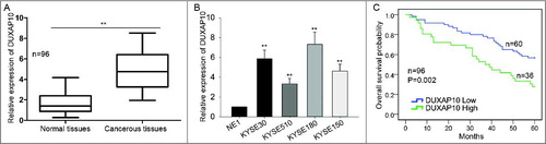 Figure 1. Overexpression of DUXAP10 is a significant prognostic factor in ESCC. A. The expression levels of DUXAP10 in ESCC tissues and in the normal tissues were tested with qRT-PCR. B. The expression of DUXAP10 was detected in ESCC cells (KYSE30, KYSE510, KYSE180 and KYSE150) and one normal cell (NE1). C. Kaplan Meier analysis was utilized to analyze the correlation between survival time of ESCC patients and DUXAP10 expression. Error bars represent the mean ± SD of at least three independent experiments. **P< 0.01 vs. control group.