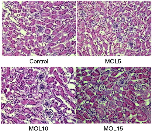 Figure 2. Kidney histopathology of layers fed diets supplemented with different levels of Moringa oleifera leaf (MOL) (haematoxylin and eosin staining, magnification, 200×).