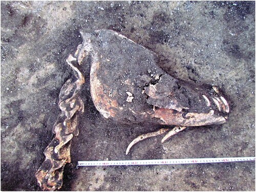 Figure 9. The skull of Horse 2 and location of antler cheekpieces.