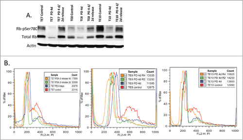 Figure 4. The biological effects of PD0332991 on human esophageal SCC derived cell lines. (A) Cell lysates were prepared from the indicated ESCC cell lines that were treated with vehicle (control) or PD0332991 for 4 days followed by release into complete medium lacking drug for 2 days. Lysates were probed with antibodies specific for total Rb, pRBs780 and actin. (B) Flow cytometry analysis of cells treated with vehicle or PD0332991 for 4 days followed by release into complete medium lacking PD0332991 for 2 or 4 d.