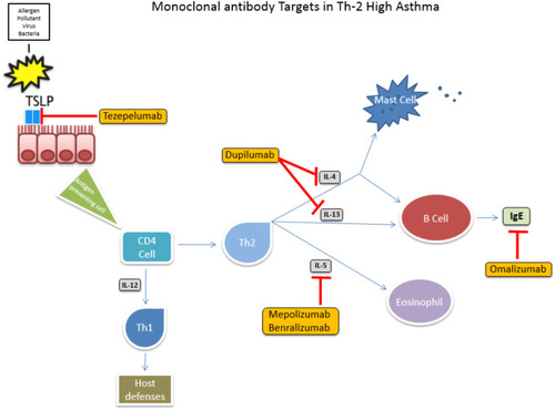 Figure 1 Monoclonal antibody targets in TH2-high asthma.