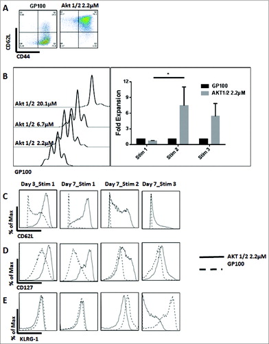 Figure 3 (see previous page). The Inhibition of Akt1 and Akt2 preserves TCM cells and enhances the proliferative ability of CD8+ T cells. Non-fractionated splenocytes from pMel-1 mice were stained with VCT and activated with gp10025–33 peptide (1 µmol/L) in the presence or absence of Akt-1/2 inhibitor (2.2, 6.7, and 20.1 µmol/L). The cells were re-stimulated with gp10025–33 on days 7, 14, and 21. The gated cells were viable (7AAD-) CD8+Vβ13+. (A) Akt1 and Akt2 inhibition preserves the TCM phenotype. In this representative example, 76% of non-treated CD8+ T cells are TEM cells (CD62LloCD44hi) and less than 1% are naïve cells (CD62LhiCD44lo), whereas CD8+ T cells treated with an Akt-1/2 inhibitor consist of 76% TCM cells (CD62LhiCD44hi) and 22% naïve cells (CD62LhiCD44lo). (B) The proliferation of CD8+ T cells is inhibited by the Akt-1/2 inhibitor in a dose-dependent manner (Day 3). The expansion of CD8+ T cells treated with the inhibitor is significantly enhanced with further stimulations. Data are normalized to the non-treated control (GP100). *, P < 0.05. (C) Akt1 and Akt2 inhibition maintains a high level of CD62L on Day 3, and on Day 7 after each stimulation. (D) Akt1 and Akt2 inhibition maintains a high level of CD127 on Day 3, and on Day 7 after each stimulation. (E) Akt1 and Akt2 inhibition mitigates the upregulation of KLRG-1 in CD8+ T cells after the second and third stimulations. Following the third stimulation, the KLRG-1 level was dramatically increased and, therefore, the biexponential scale of the graph had to be adjusted for presentation purposes.