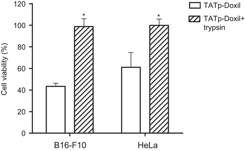 Figure 5.  In vitro cytotoxicity of a TATp-Doxil formulation towards B16-F10 and HeLa cells. The formulation was pre-treated with 0.1mg/ml trypsin for 1 hr. followed by 24 hr. incubation with cells at 370C before the viability assay. (*p≤0.05 vs. TATp-Doxil, n=5)