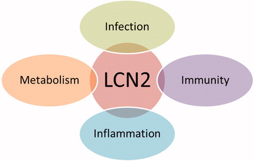 Figure 1. Schematic representation of the main functions of lipocalin-2.