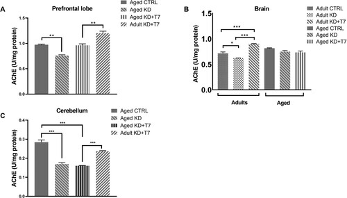 Figure 4. Acetylcholinesterase (AChE) activity of the prefrontal lobe (A), the brain left hemisphere (B), and the cerebellum (C). The unit of cholinesterase activity (U) was measured using a spectrophotometric assay in triplicate and normalized by the total amount of protein, calculated by the Bradford method. Bars represent the group mean and horizontal lines represent the standard error (n = 3 per group). **p < 0.01; ***p < 0.001.