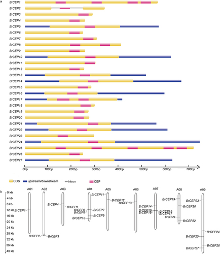Figure 2. Genomic organization and chromosome localization of BrCEP genes. (a) Gene structure of BrCEP genes. (b) Distribution of BrCEP genes on Brassica rapa chromosomes.