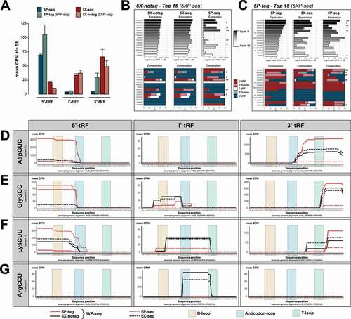 Figure 5. tRNA isodecoder analysis reveals the sRNA complexity generated by different library preparation strategies. Graphs show tRNA-derived sRNA (tRFs) grouped by their classification into 5´, i’ and 3´ sub-species, and tRNA isodecoder family. (A) Bars show 5´-tRF enrichment in 5P-type libraries and 3´-tRF enrichment in 5X-type libraries. (B) Top 15 expressed isodecoders in 5X-notag and their corresponding expression levels (black-grey-white bars) and 5´/i´/3´ ratios (blue/light blue stacked bars) in regular 5X-seq and 5P-seq libraries. (C) Same as (B), but the top expressed isodecoders in 5P-tag sub-libraries. (D-G) Show tRF coverage plots of a selection of isodecoders, separated by 5´, i’ and 3´ tRF classification (left, middle and right panels, respectively). (D) AspGCU, illustrating anticodon-loop cleavage with both 5´ and 3´ halves. (E) GlyGCC, illustrating a 5´ half tRF cleaved in the anticodon-loop and a short 3´ tRF cleaved in the T-loop. (F) LysCUU, illustrating many 5´- and 3´-tRFs, but also an i’-tRF resulting from D- and T-loop cleavage. (G) ArgCCU showing a i’-tRF cleaved between the anticodon- and T-loops. CPM = counts per million reads