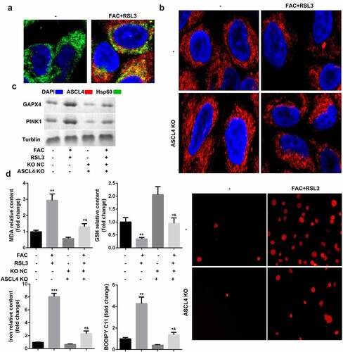 Figure 5. ACSL4-dependent lipid metabolism is required for PINK1-induced mitophagy and ferroptosis of KGN cells