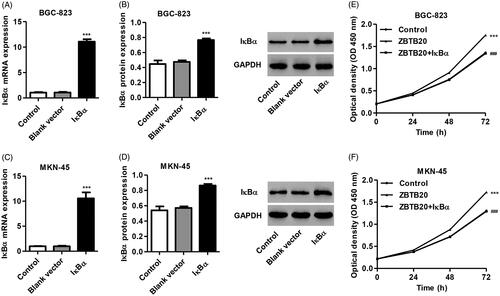 Figure 7. IκBα overexpression inhibits gastric cancer cell proliferation induced by ZBTB20. BGC-823 and MKN-45 cells were infected with pCDNA3.1(+)-IκBα or blank vector, and the expression levels of IκBα were determined by real-time PCR (A, C) and western blotting (B, D). BGC-823 and MKN-45 cells were infected with pCDNA3.1(+)-ZBTB20 and pCDNA3.1(+)-IκBα, and cell proliferation was determined by CCK-8 (E, F). ***p < .001 compared with control; ###p < .001 compared with pCDNA3.1(+)-ZBTB20.