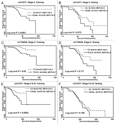 Figure 1. Kaplan Meier curves for overall survival based on the SNP genotype stratified by training and testing data. (A) snp rs314277 in patients with stage II disease in the training data, (B) snp rs314277 in patients with stage II disease in the testing data, (C) snp rs7759938 in patients with stage II disease in the training data, (D) snp rs7759938 in patients with stage II disease in the testing data, (E) snp rs314277 in patients with stage II and III disease in the training data, (F) snp rs314277 in patients with stage II and III disease in the testing data. N, number of event/total number of patients in each genotype group. MST, median survival time.