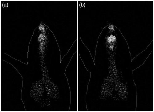 Figure 4. Gamma scintigraphy of (a) simple and (b) liposomal dispersion in mice.