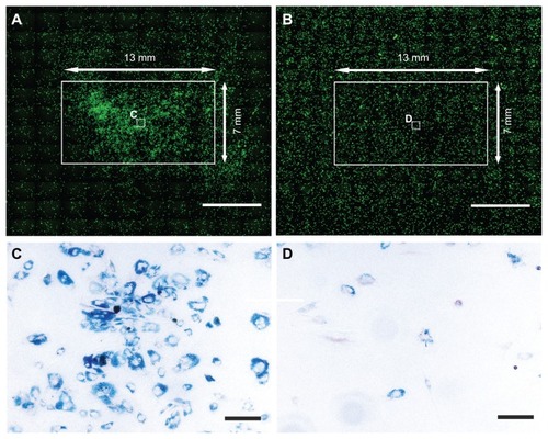 Figure 1 In the magnet group (A), GFP cells labeled with SPION and seeded in a Petri dish were attracted to the region above the magnet (13 × 7 × 2 mm, the white solid-line rectangle depicts the magnet’s edges). In the control group (B), the cells were spread uniformly throughout the dish and did not concentrate in the region above the plastic substitute. (C and D) show enlarged views of the white boxes in the middle of the magnet (A) or nonmagnet area (B).Notes: Cells were stained for iron to produce Prussian blue. Scale bars = 5000 μm (A and B) and 50 μm (C and D).Abbreviations: GFP, green fluorescent protein; SPION, superparamagnetic iron oxide nanoparticles.