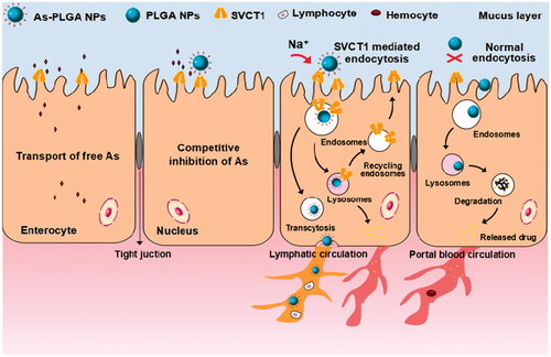 Figure 1. Schematic of the mechanisms of cellular uptake of As-PLGA NPs in Caco-2 cells, including Na+-triggered SVCT1 transporter-mediated endocytosis, bypassing lysosomal compartments and transcytosis at the basal side of intestine.