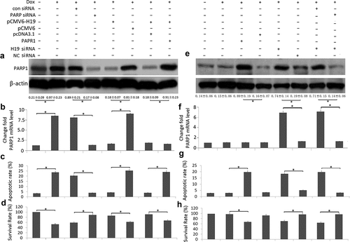 Figure 4. Targeting H19 reduced cell viability and induction of apoptosis by PARP1 upregulation in Dox-treated breast cancer cells