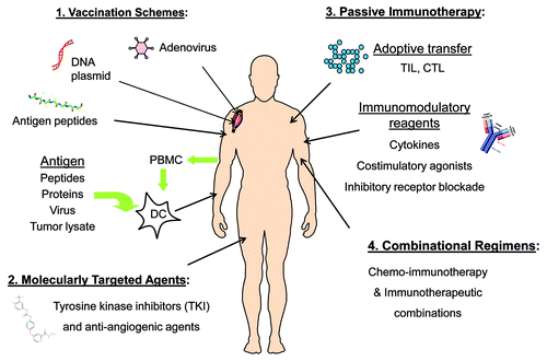 Figure 2. Future therapeutic strategies for HCC. (1) Several vaccine approaches have been tested in HCC, including strategies to target AFP and other antigens by DNA, virus, peptide and DC-based vaccines. (2) Sorafenib has been licensed for HCC and other next-generation TKIs are in clinical testing, while bevacizumab (anti-VEGF) is under investigation in HCC as well. (3) Immunomodulatory agents, including those to release immune suppression and boost T cell function, are promising. While more technically challenging, adoptive transfer of antigen-specific T cells, such as tumor-infiltrating lymphocytes (TIL), are nearing clinical translation at more sites around the globe. (4) Rationally designed combinations of standard-of-care ablation approaches (i.e., chemotherapy, RFA, TAE) with immunotherapy strategies will likely work synergistically to improve clinical outcomes for HCC patients.