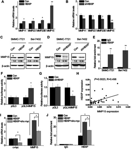 Figure 3 HBXIP increases MMP15 expression through transcription factor c-myc. (A) The MMPs mRNA levels were determined by qRT-PCR in control and HBXIP overexpressing SMMC-7721 cells. (B) The MMPs mRNA levels were determined by qRT-PCR in control and HBXIP knockdown SMMC-7721 cells. (C) The MMP15 protein levels were examined by western blot in control and HBXIP overexpressing HCC cells. (D) The MMP15 protein levels were examined by western blot in control and HBXIP knockdown HCC cells. (E) The ChIP assay was performed to detect the binding of HBXIP in MMP15 promoter region. IgG was taken as a negative control. (F) Luciferase activity in control and HBXIP overexpressing SMMC-7721 cells transfected with luciferase reporters containing MMP15 promoter region. (G) Luciferase activity in control and HBXIP knockdown SMMC-7721 cells transfected with luciferase reporters containing MMP15 promoter region. (H) The correlation analysis between HBXIP and MMP15 expression in 35 HCC tissues. The expression levels (2−△Ct values) were subjected to Pearson correlation analysis. (I) c-myc shRNA was transfected into HBXIP overexpressing SMMC-7721 cells. After 48 hrs, the mRNA levels of c-myc and MMP15 were detected by qRT-PCR (ANOVA and LSD test). (J) c-myc shRNA was transfected into HBXIP overexpressing SMMC-7721 cells. After 48 hrs, the binding level of HBXIP in MMP15 promoter regions was detected by ChIP and followed by qRT-PCR (ANOVA and LSD test).*P<0.05, **P<0.01.Abbreviations: HCC, hepatocellular carcinoma; HBXIP, hepatitis B virus X-interacting protein.