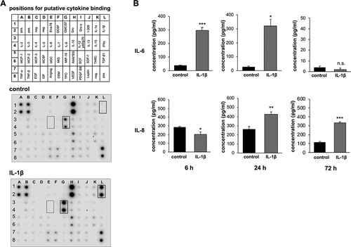 Figure 1. IL-1β induces the secretion of the proinflammatory cytokines IL-6 and IL-8 in gingival keratinocytes.